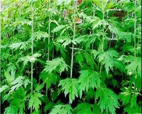 解析八字命理，八字中最厉害的四大贵人